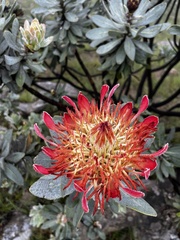 Protea roupelliae roupelliae