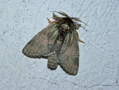 Farigia