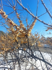 Hippophae rhamnoides