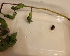 Succinea arundinetorum