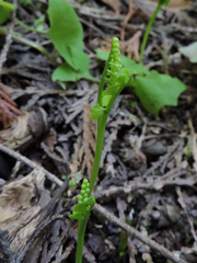 Botrychium crenulatum