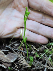 Botrychium crenulatum