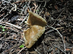 Helvella acetabulum