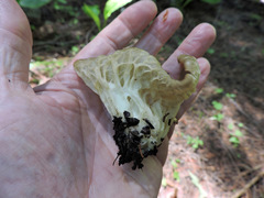 Helvella acetabulum