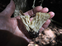 Helvella acetabulum