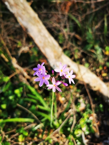 Image of Tulbaghia maritima by (c) Barbara le Roux, some rights reserved (CC BY-SA)