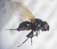Lonchaea