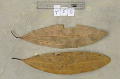 Cinnamomum bejolghota