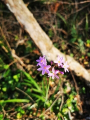 Tulbaghia violacea
