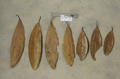 Cinnamomum bejolghota