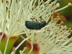 Melyris