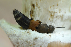 Platydracus chalcocephalus