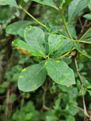 Pavetta gardeniifolia