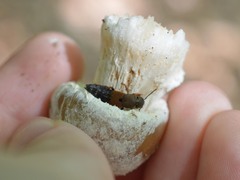 Platydracus chalcocephalus