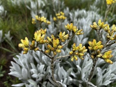 Helichrysum acutatum