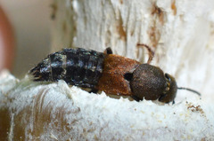 Platydracus chalcocephalus