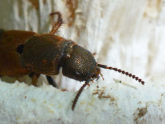 Platydracus chalcocephalus