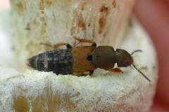 Platydracus chalcocephalus