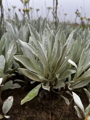Helichrysum acutatum