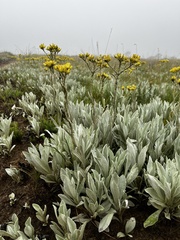 Helichrysum acutatum