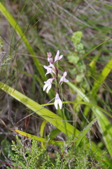 Brownleea recurvata