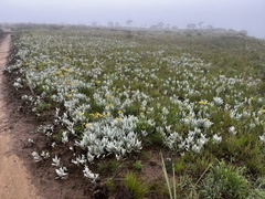 Helichrysum acutatum