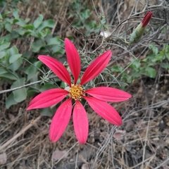 Mutisia subulata