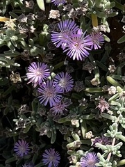 Drosanthemum hispidum