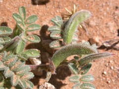 Astragalus nyensis