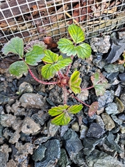 Fragaria chiloensis