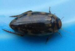 Coptotomus