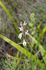 Brownleea recurvata