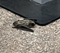 Vespertilio sinensis