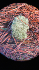 Cladonia evansii