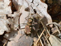 Cicindela sylvicola
