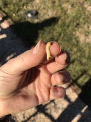 Synanthedon exitiosa