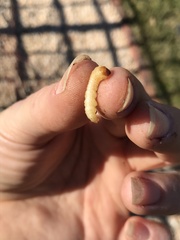 Synanthedon exitiosa