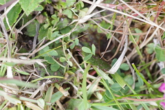 Trifolium burchellianum