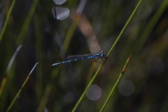 Austrolestes aleison