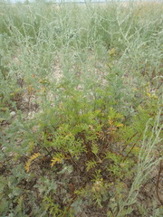 Artemisia arenaria