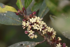 Myrsine seguinii