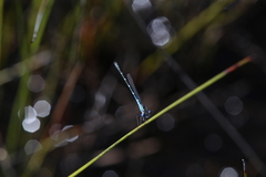 Austrolestes aleison