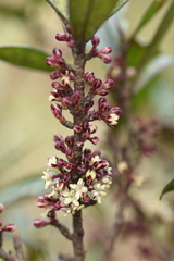 Myrsine seguinii