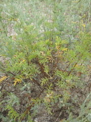 Artemisia arenaria