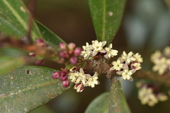Myrsine seguinii