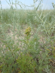 Artemisia arenaria