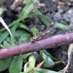 Tromatobia lineatoria