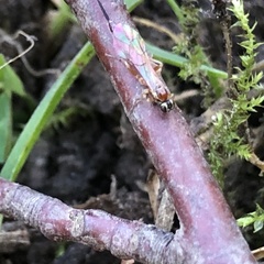 Tromatobia lineatoria