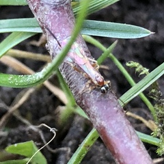 Tromatobia lineatoria