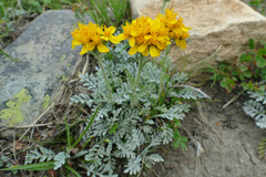 Jacobaea incana